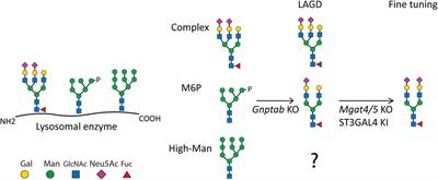 A universal GlycoDesign for lysosomal replacement enzymes to improve circulation time and biodistribution